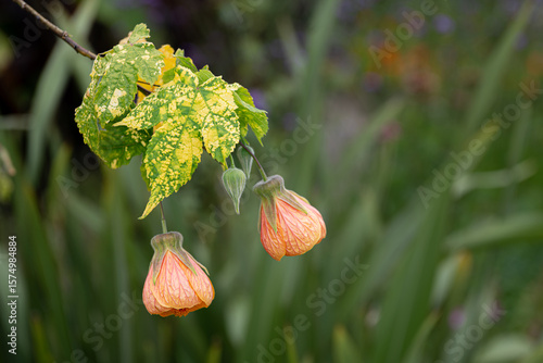 Abutilon flowers in the garden