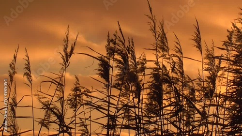 Common Reeds (Phragmites australis) Blowing in the Breeze Against a Sunrise or Sunset Sky