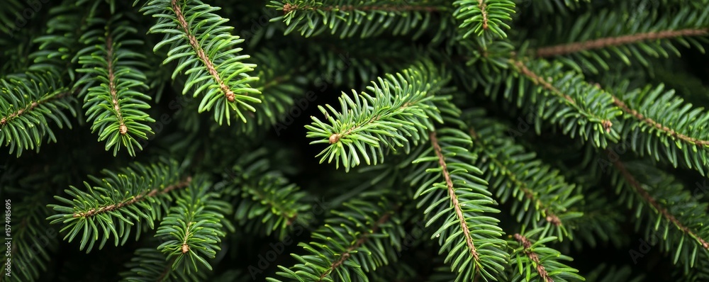 Evergreen Texture Close-Up of Fir Tree Branches, nature , foliage Evergreen Texture Close-Up of Fir Tree Branches, nature , foliage