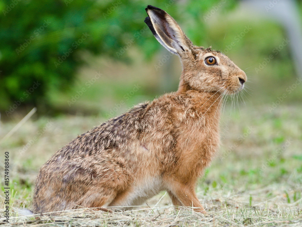 Fototapeta premium Wild Brown Hare Sitting in Meadow. Lepus europaeus.