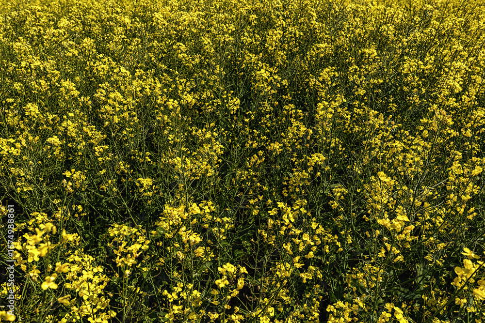 Obraz premium Wald & Bäume