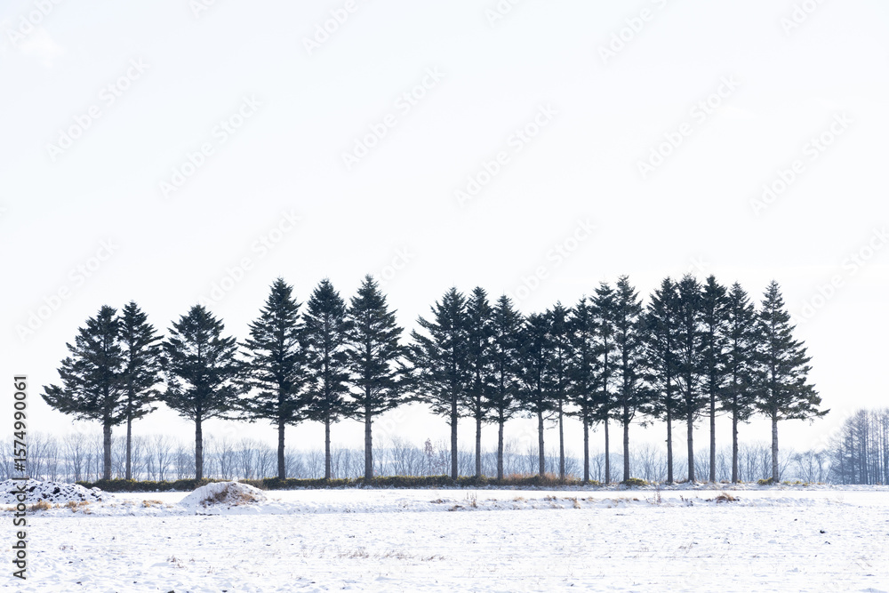 custom made wallpaper toronto digitalWinter trees shrouded in mist