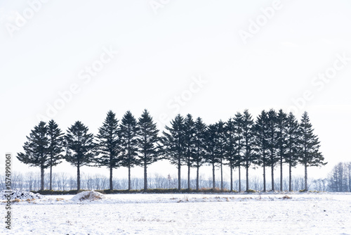 Wallpaper Mural Winter trees shrouded in mist Torontodigital.ca