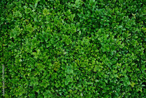  A vibrant tapestry of small, interlocking green leaves, forming a dense and uniform natural pattern.