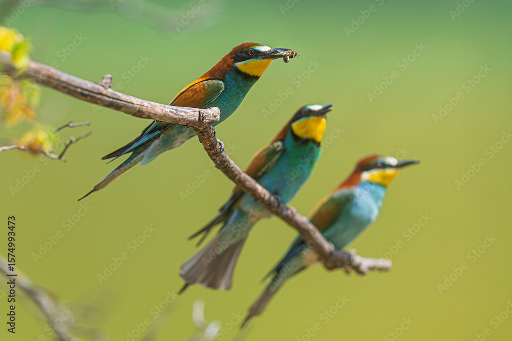 Fototapeta premium European Bee-eaters (Merops apiaster) three birds perched with insect catch
