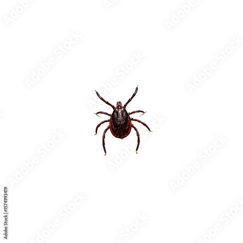 vector tick isolated on white background 