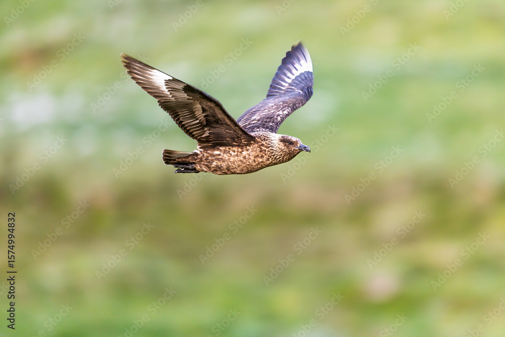 Fototapeta premium Great Skua (Stercorarius skua) flying above green grassy meadow, Norway Runde