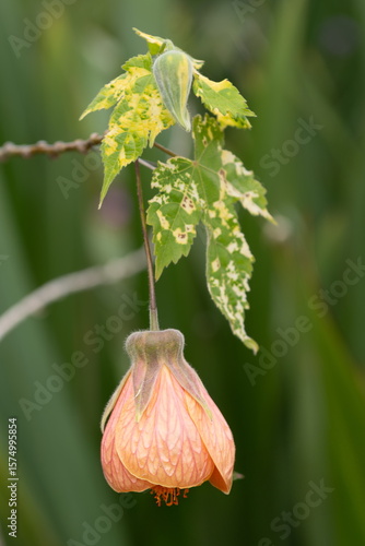 Close up of a single Abutilon pictum flower