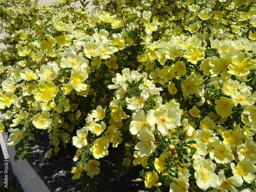 Goldgelbe Rose