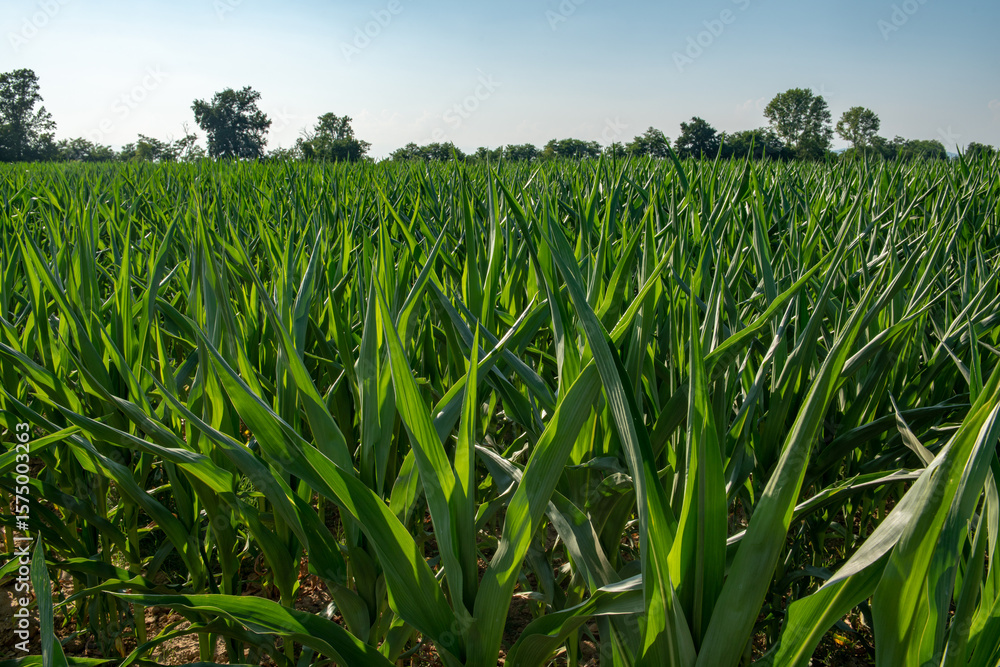 Obraz premium A field of green corn plants illuminates the blue sky, where nature reigns supreme. This image evokes feelings of fertility and growth, symbolizing the beauty of sustainable agricultural fields.