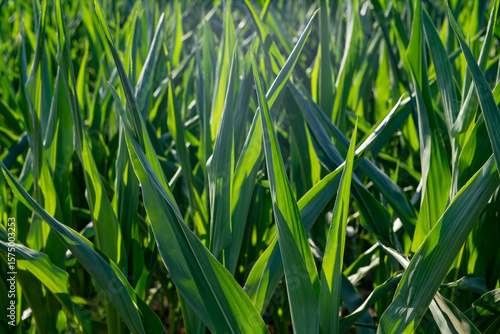 Photos A field of green corn plants illuminates the blue sky, where nature reigns supreme