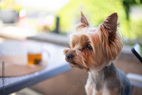 Small Yorkshire Terrier resting in owner's arms as she scrolls her phone. Concept: digital life, peaceful bonding, summer comfort, pet-friendly living.
