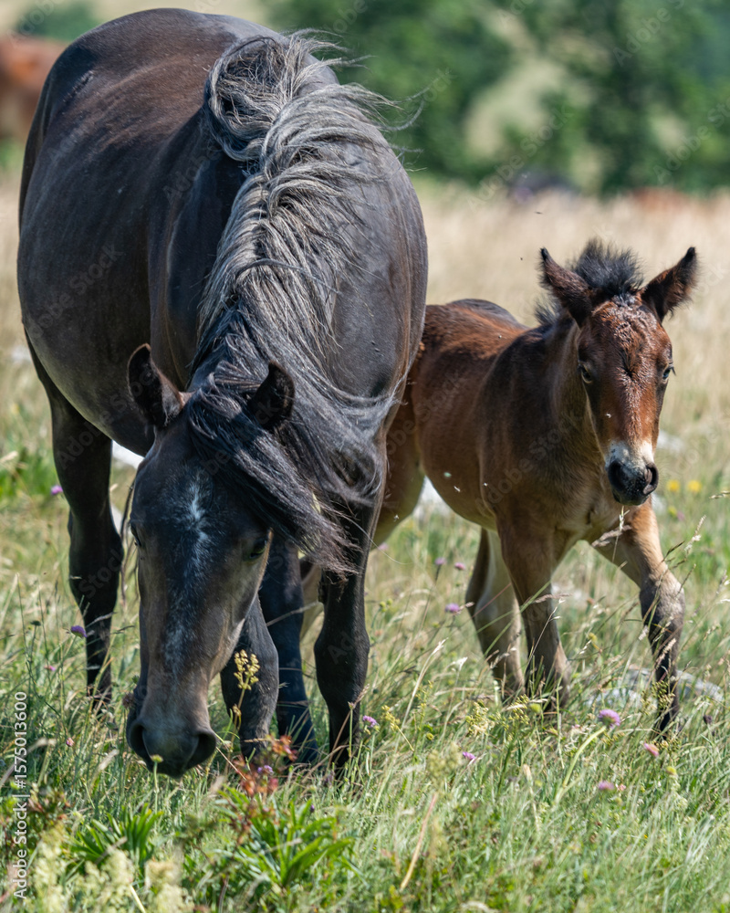Fototapeta premium Mare and foal walking through wildflower meadow in summer