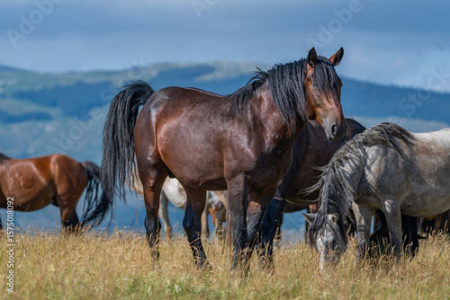 Schilderij op canvas Wild stallion standing alert among grazing herd in mountain meadow