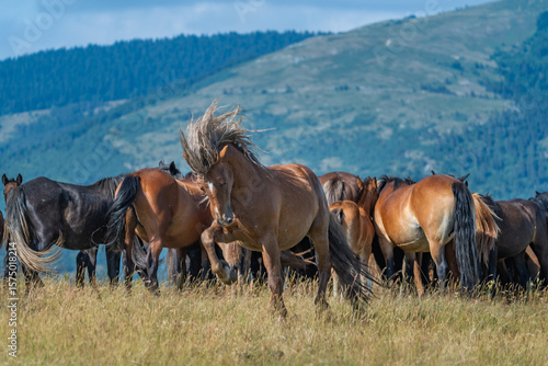 Fototapeta Wild horses with rearing stallion in Livno under Cincar mountain