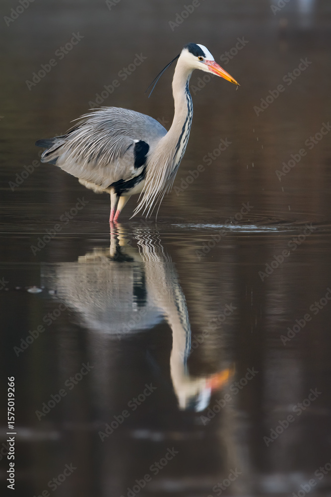 Fototapeta premium grey heron