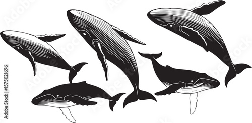 vector illustration of Whales breaching