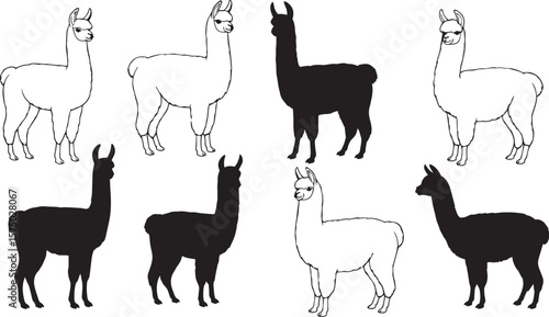 vector illustration of Llamas alpacas