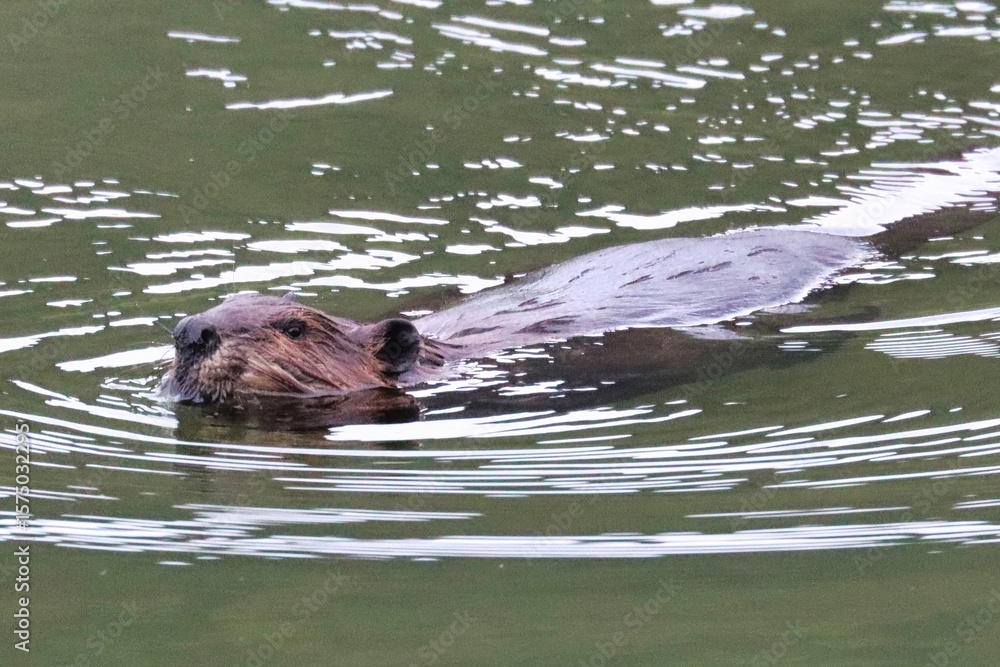 Obraz premium Yukon Territories, Canada