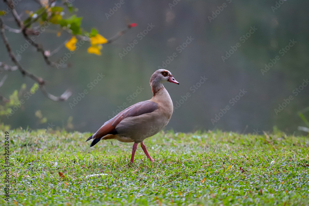 Naklejka premium An Egyptian goose with brown and beige plumage walks on a slightly sloped lawn, with blurred vegetation and a body of water in the background.