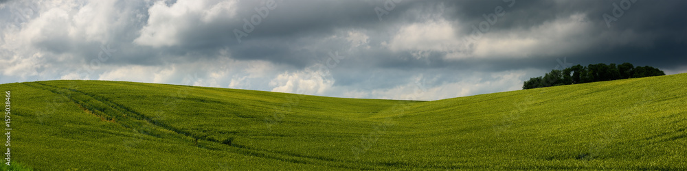 summer agricultural landscape. vast rolling green field of ripening grain under dramatic cloudy sky. beautiful widescreen panoramic photo in 20x5 format. side view summer agricultural landscape. vast rolling green field of ripening grain under dramatic cloudy sky. beautiful widescreen panoramic photo in 20x5 format. side view
