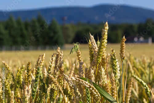 Wheat field spikelets close-up with mountains in the back.