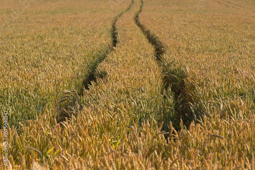 Wheat field with tractor tracks.