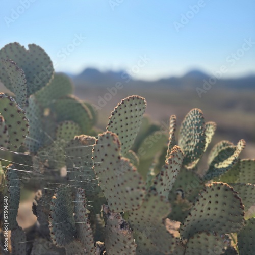 prickly pear cactus