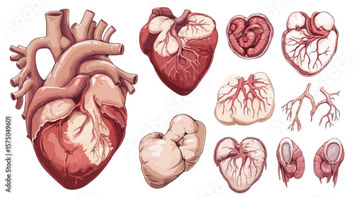 Cartoon Human Heart Anatomy Organ Design