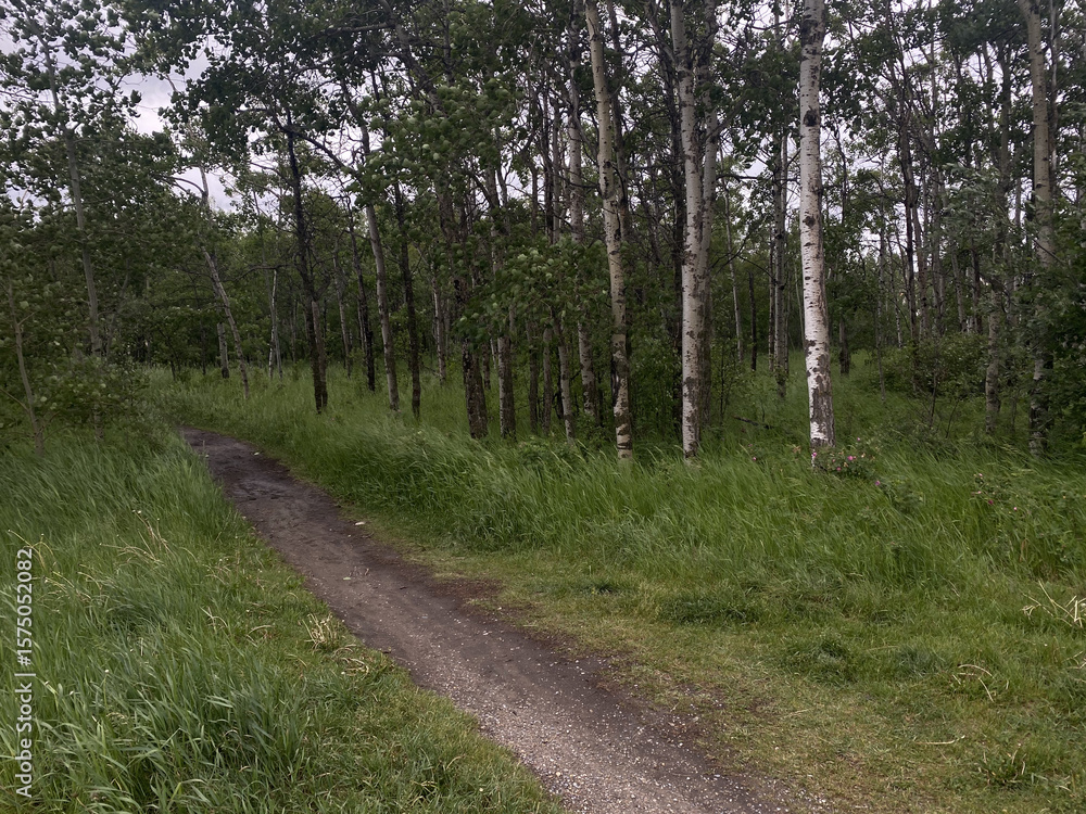 Fototapeta premium footpath in the woods between tall trees