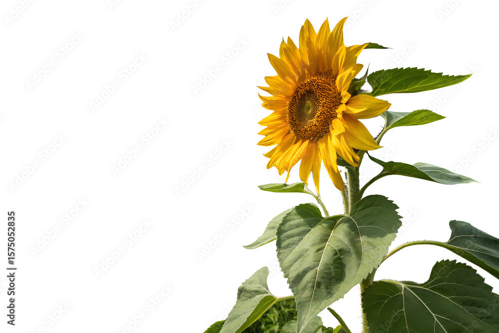 Fototapeta premium Vibrant Sunflower in Full Bloom A Stunning Floral Image