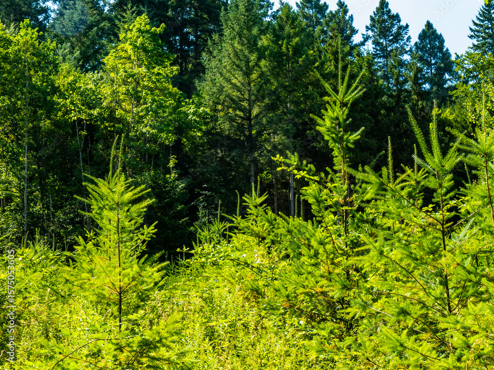 Fototapeta premium Wiederaufforstung im Mischwald im Sommer