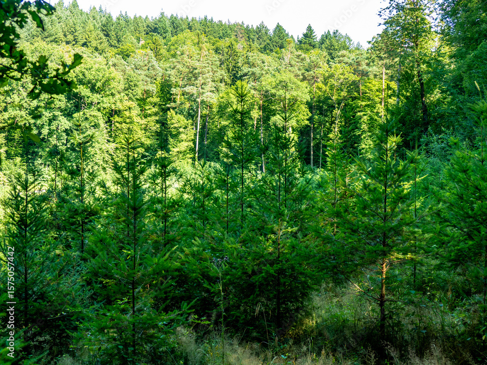 Fototapeta premium Wiederaufforstung im Mischwald im Sommer
