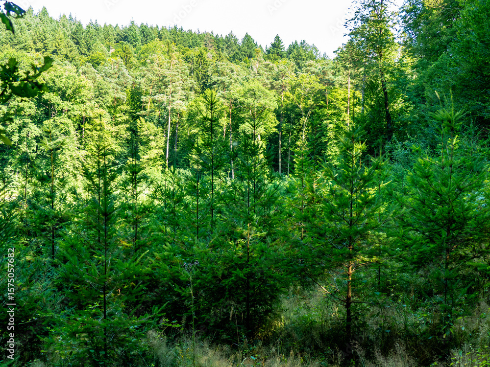 Fototapeta premium Wiederaufforstung im Mischwald im Sommer