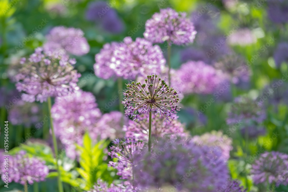 Obraz premium Zierlauch (Allium sp.)