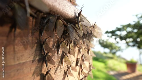one mayfly clings to the wing of another mayfly