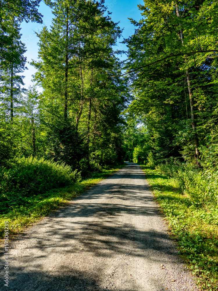 Obraz premium Weg durch den Wald
