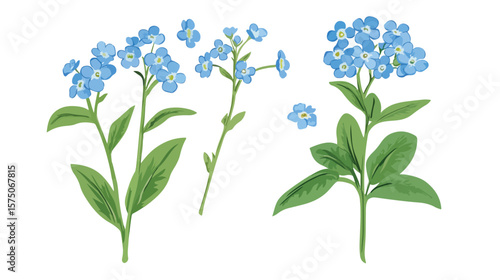 Beautiful Realistic Forget-Me-Not Flower Vector Illustration