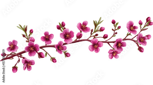 Realistic Waxflower Vector Illustration for Design Projects