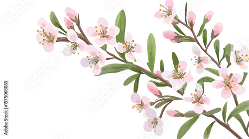 Realistic Waxflower Vector Illustration