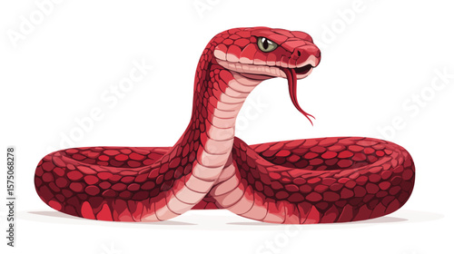 Red Cobra Coiled with Raised Hood and Tongue