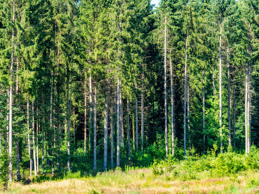 Obraz premium Wiederaufforstung im Mischwald im Sommer