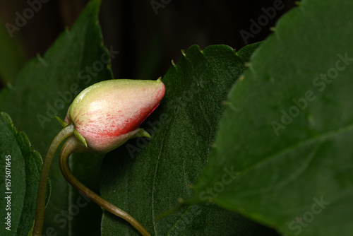 ripe red apple