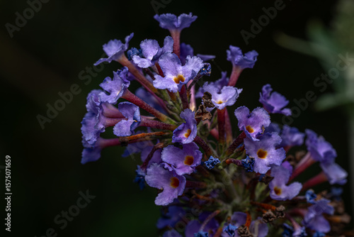 close up of a blue flower