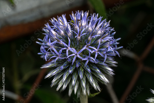 purple thistle flower