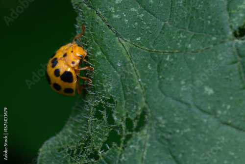 ladybug on leaf