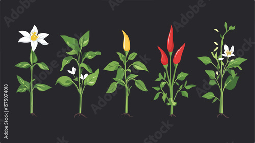 Hot Chili Pepper Plant Vector Design Flat Vector