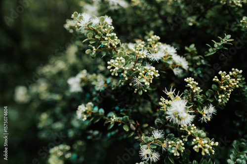 Kanuka on the Heaphy Track, Kahurangi National Park, New Zealand