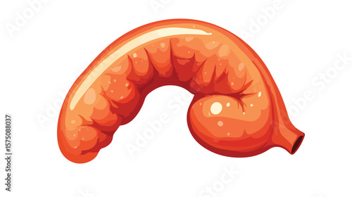 Flat Vector Pancreas Anatomy Illustration Isolated on White