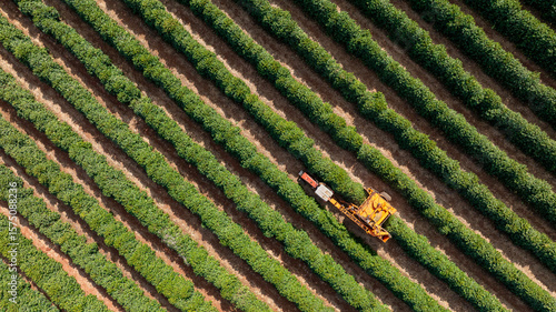 Tractor and harvester in coffee plantation